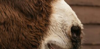 So Erstellst Du Follow-Up-Mails: Tipps Für Erfolgreiche Kommunikation