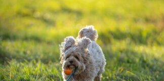 Linkbuilding Für SaaS-Firmen: Strategien, Die Ihren Erfolg Steigern