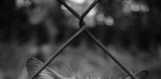 Outreach-Erfolg Messen Leicht Gemacht: Strategien Für Maximale Wirkung