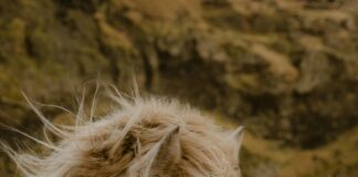 Backlinks Für Agenturen Verwalten: So Steigern Sie Ihren Erfolg