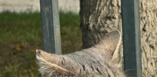 Content Für Gastbeiträge Planen: So Erstellen Sie Unvergessliche Inhalte