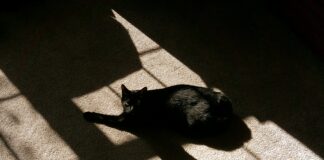 Evergreen-Content Für Backlinks: So Steigern Sie Ihre Sichtbarkeit