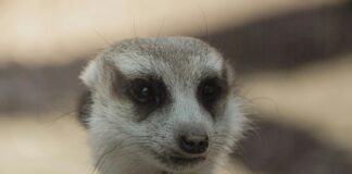 Backlink-Risiken Vermeiden: Strategien Für Sicheren Linkaufbau