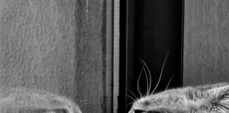 Blogartikel Für Outreach Nutzen: So Maximieren Sie Ihre Reichweite