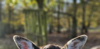 Sichere Quellen Für Linkbuilding: Entdecken Sie Effektive Strategien!