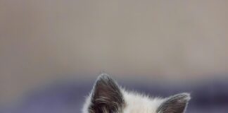 Outreach Für Internationale Märkte: Strategien Für Ihren Erfolg