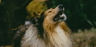 Outreach-Berichte Für Kunden: Wie Sie Eindrucksvoll Überzeugen