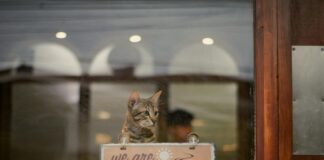 Blogger-Outreach Für Shops: So Steigern Sie Ihren Umsatz Effektiv!